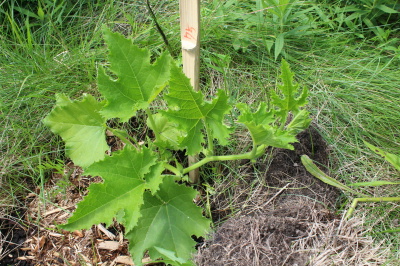 Le potager d'Émylou